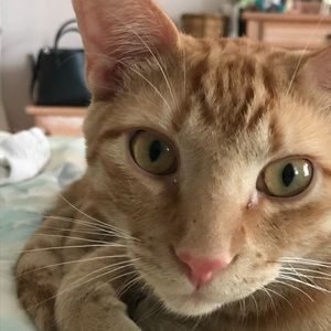 Meet your Posher, Toni